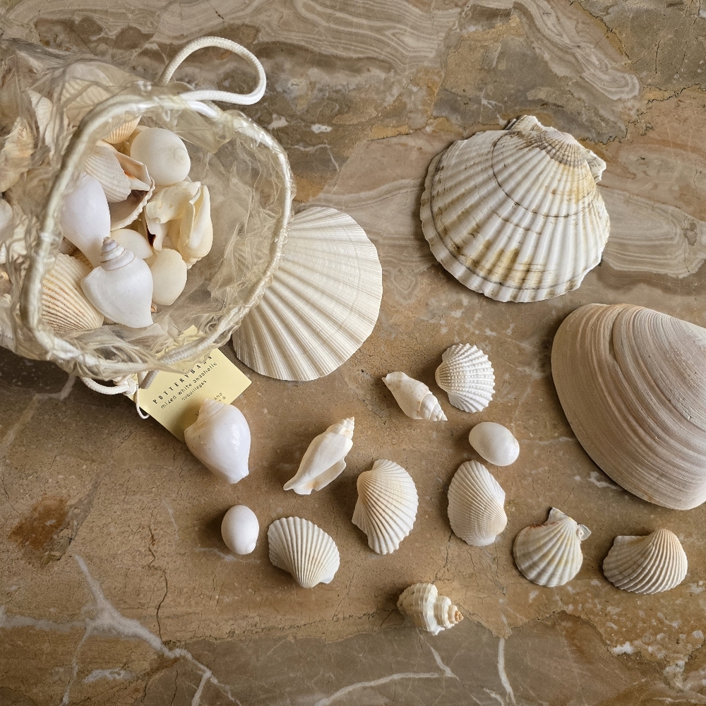 Pottery Barn Mixed White Seashells